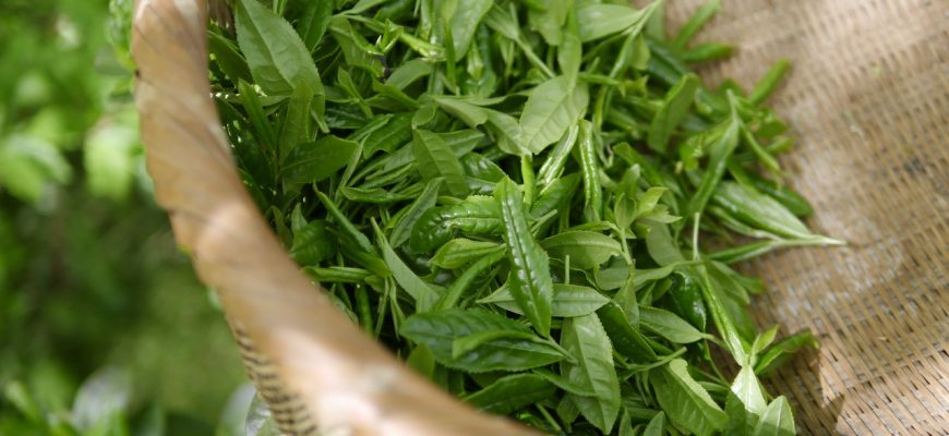 green tea 5301025 1280