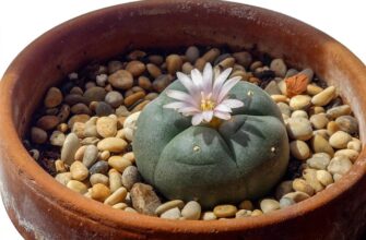 Пейот: ботанічна характеристика, психоактивні властивості та етнокультурне значення 20 cactus 5342835 640