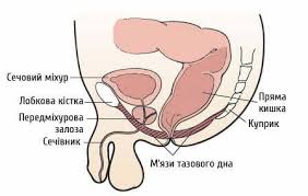 Бульбокавернозний м'яз 35 dd