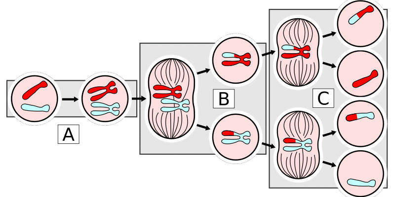 Мейоз: процес утворення статевих клітин 1 me