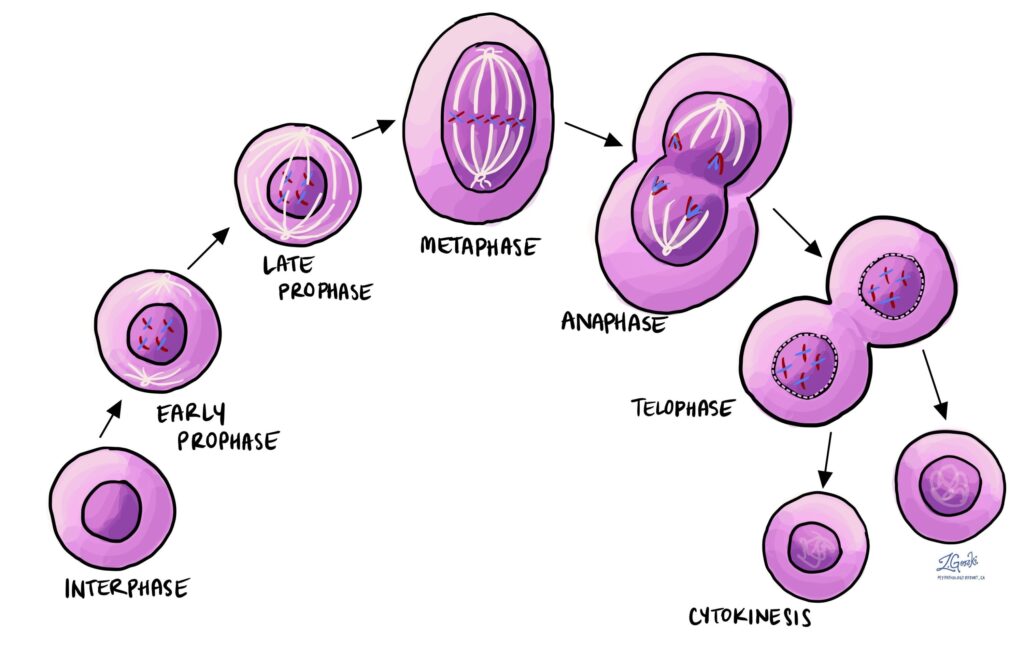 stages of mitosis 3000x1930 1