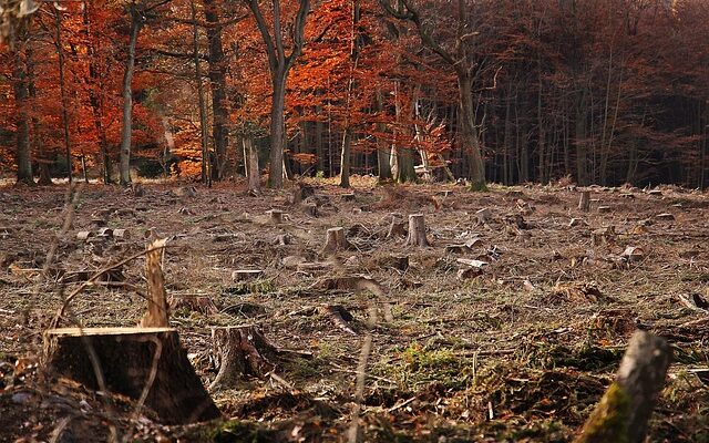Вимирання: біологічна неминучість і загроза майбутньому планети 19 forest 4656863 640
